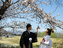 桜の下の祝言
